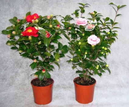 Camellia otthoni gondozást