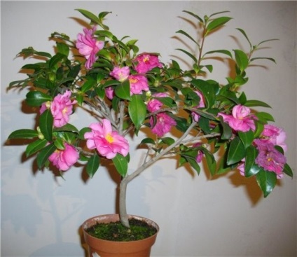 Camellia otthoni gondozást