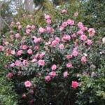 Camellia otthoni gondozást