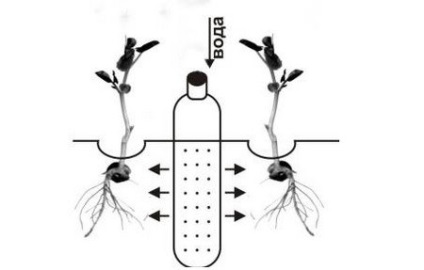 Irigare picurare din sticle de plastic în seră cu mâinile tale avantajele metodei, opțiuni