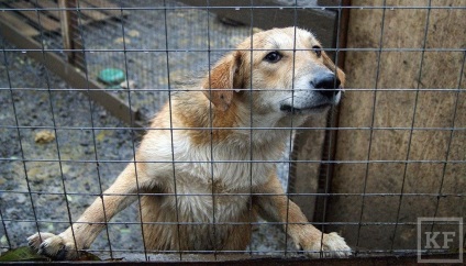 Kazanfirst - câinii fără stăpân vor trăi în canoanele împușcării lor, iar capturarea este interzisă