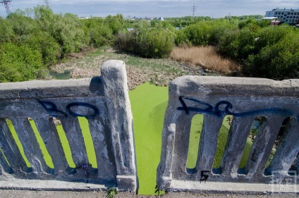 Kazanfirst - câinii fără stăpân vor trăi în canoanele împușcării lor, iar capturarea este interzisă