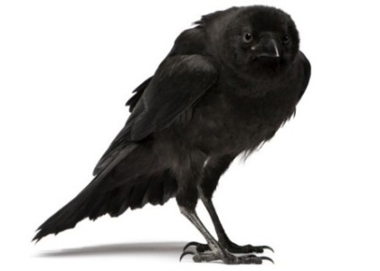 Ce visă o pasăre neagră