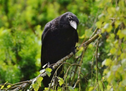 Ce visă o pasăre neagră