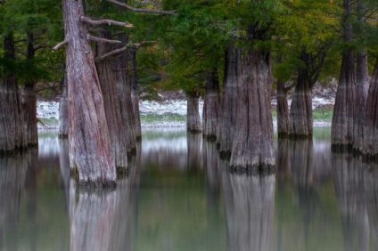 Cypress Lake (szukát) leírása, jellemzői, fotók
