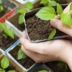 Ha ültetés uborka palántákat 2017 zöldségek