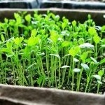 Ha ültetés uborka palántákat 2017 zöldségek