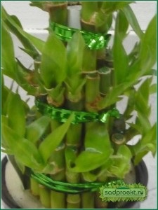 Îngrijirea în interior a bambusului, reproducerea florilor, bambusul acasă în apă
