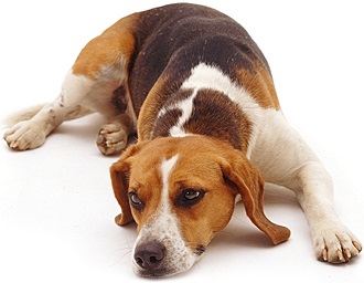 Alimente purina drm veterinar dieta pentru dermatoză la câini - ieftine în Moscova ieftin