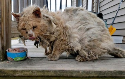 Cat-Einstein din Rusia a cucerit rețeaua socială