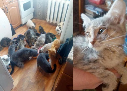 Cat-Einstein din Rusia a cucerit rețeaua socială