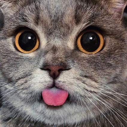 Cat, mint Einstein vált az új csillag Instagram - hírek az élet