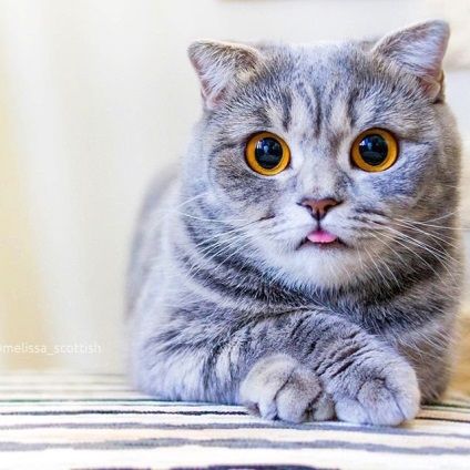 O pisică ca Einstein a devenit o nouă instagramă de stele - vestea vieții