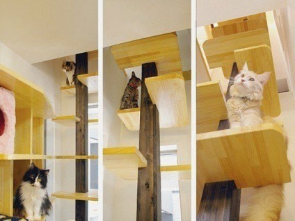 O pisică în casa ta - cum să-ți aranjezi un loc pentru ea să trăiască - un loc al canapelei rammy baby dom