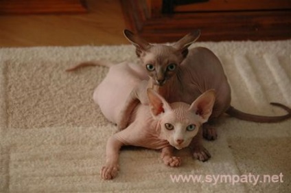 Pisicile rasei Sphynx - care ar trebui să le primească acasă
