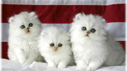 Fehér cica kék szemmel