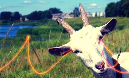 Creșterea caprinelor, rasele de capră, creșterea animalelor, fotografiile animalelor