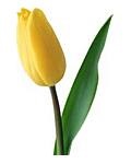 Kroim és varrni egy szoknyát, tulipán