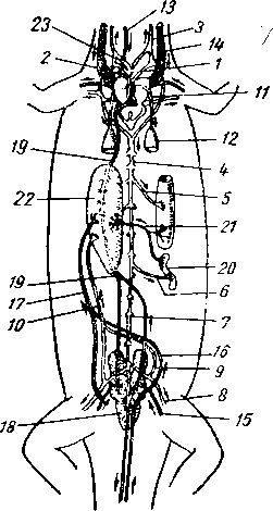 Sistemul circulator al reptilelor