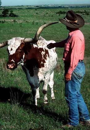 Bovine, Enciclopedii din întreaga lume