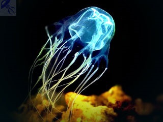 Kubomedusa egy tengeri darázs, a legmérgezőbb medúza