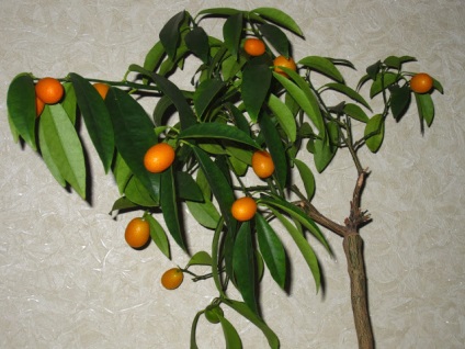 Kumquat margarita (fortunella margarita) ~ cresterea caselor de citrice - experienta personala
