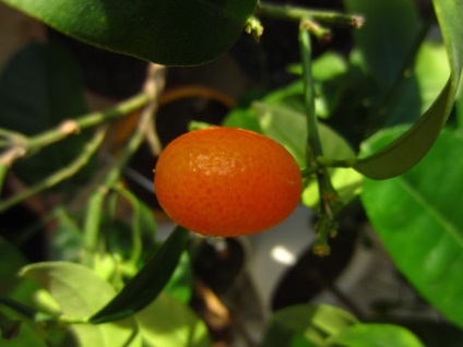 Kumquat margarita (fortunella margarita) ~ cresterea caselor de citrice - experienta personala