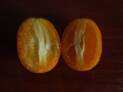 Kumquat margarita (fortunella margarita) ~ cresterea caselor de citrice - experienta personala