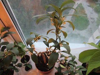 Kamkvat Margarita (Fortunella margarita) ~ termesztése citrusfélék otthon - a személyes tapasztalat