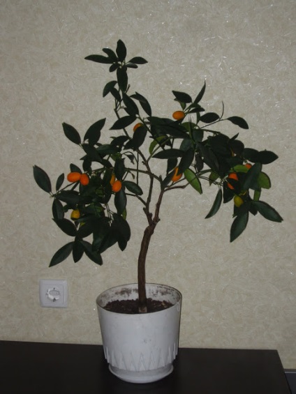Kumquat margarita (fortunella margarita) ~ cresterea caselor de citrice - experienta personala