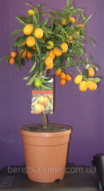Kumquat margarita, îngrijire pentru kumquat margarita, îngrijire kinkan, copac kinkan kumquat, calamondin,