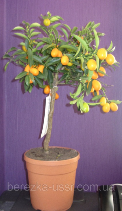 Kumquat margarita, îngrijire pentru kumquat margarita, îngrijire kinkan, copac kinkan kumquat, calamondin,