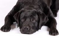 Labrador retriever - Kutya avmur Kings