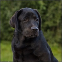 Labrador retriever - Kutya avmur Kings