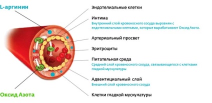 L arginina pentru ceea ce este necesar, utilizarea și cum să luați