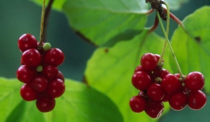 Schisandra termesztés, gondozás és hasznos tulajdonságokkal