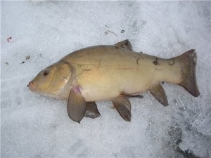 Tench halászati ​​különösen télen