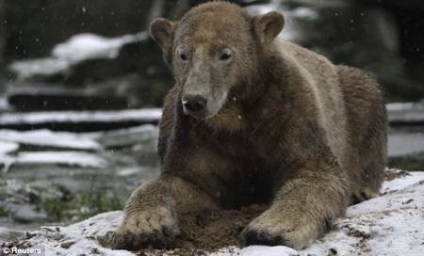 Nyilvános kedvenc jegesmedve meghal ostor előtt látogatók