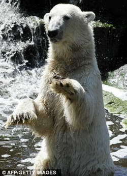 Nyilvános kedvenc jegesmedve meghal ostor előtt látogatók