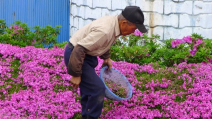 Un soț iubitor timp de 2 ani a plantat mii de flori pentru soția sa orb, așa că sa bucurat de mirosul lor