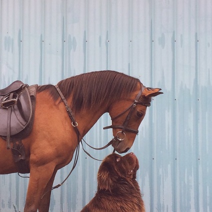 Mama a fotografiat o serie de fotografii despre prietenia fiului său de 7 ani cu doi câini imense și un cal