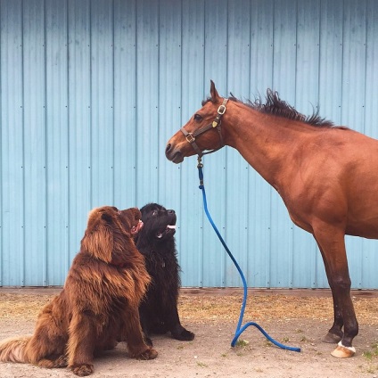 Mama a fotografiat o serie de fotografii despre prietenia fiului său de 7 ani cu doi câini imense și un cal