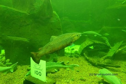 Maretarium Kotka, vagy hogy hol élnek, finn hal