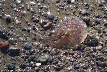 Meduze, locuitori periculoși din Marea Mediterană