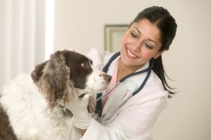 Meningoencefalita la câini semne și metode de tratament