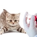 Metode de luptă împotriva puricilor la pisici, îngrijirea pisicilor și îngrijirea câinilor