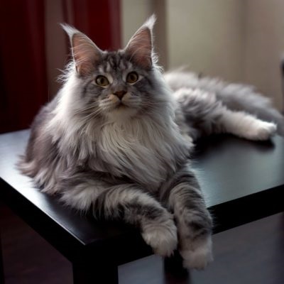 Maine Coon descriere a rasei și a naturii, fotografie, video decât hrana