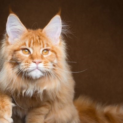 Maine Coon descriere a rasei și a naturii, fotografie, video decât hrana