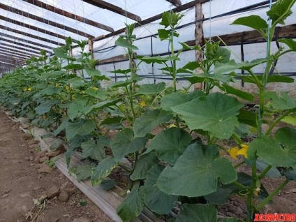 Milioane de secrete de sezon de la fermier