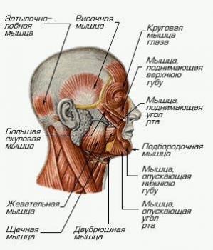 Muschii care coboară maxilarul inferior (grupa anterioară)